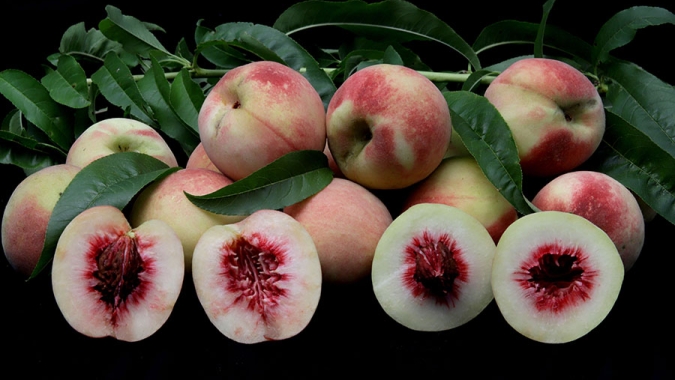 Nova variedade de pessegueiro disponibiliza frutos no fim do ano