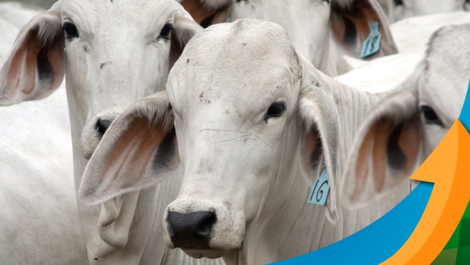 Mercado do boi gordo vive momento de cotações firmes e ainda com boa relação de troca dos animais