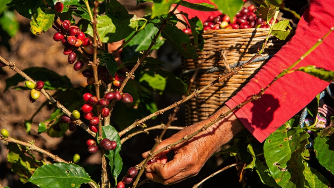 Café no México: Seca atinge sul do país e produtores esperam quebra de até 30%