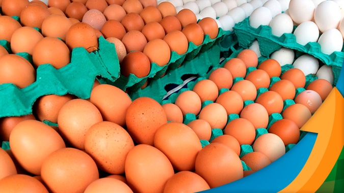 Mercado dos ovos em alta neste início de agosto, com preço atingindo recorde nominal pela Scot Consultoria