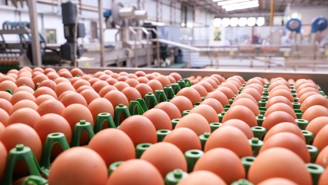 Exportações de ovos crescem 15% e fortalecem a diversificação de produtos mineiros embarcados