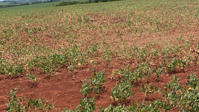 Soja: Bolsa de Buenos Aires reduz estimativa da área de plantio na Argentina por clima adverso