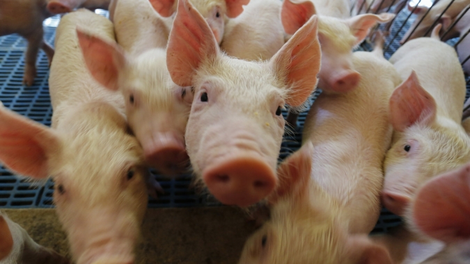 Nutrição de precisão pode reduzir custos e elevar eficiência na suinocultura