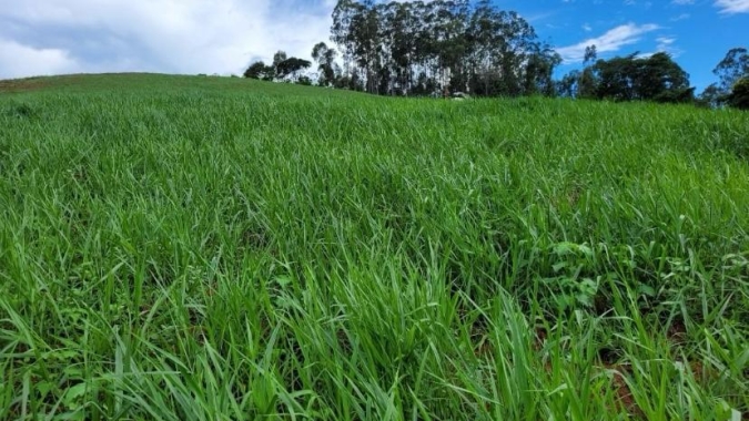 Controle de plantas daninhas em áreas de pastagem pode aumentar o carbono no solo
