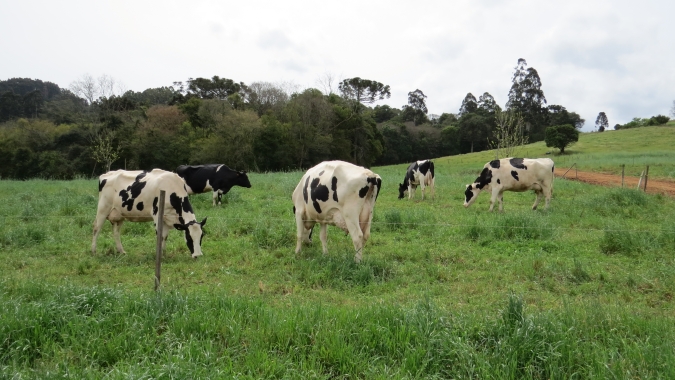 Pastagens apresentam boas condições no Rio Grande do Sul