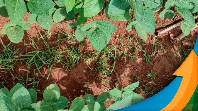 Com alta resistência à herbicidas, capim pé-de-galinha demanda manejo integrado para evitar perdas de até 80%