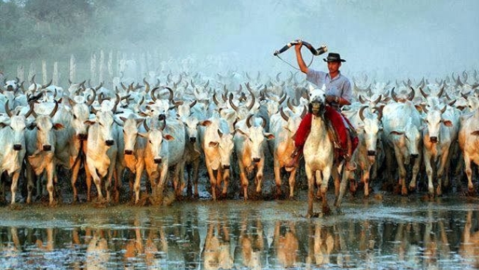 No dia do pecuarista, especialista em comércio exterior aponta como os produtores podem ampliar negócios