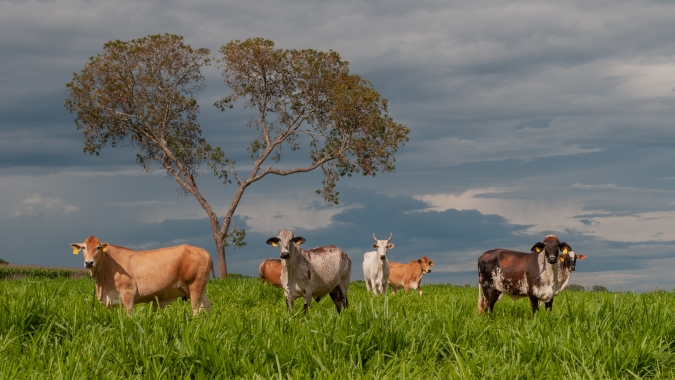 Aprovados R$ 16,8 milhões em novos financiamentos do FCO Rural para pecuária e produção de grãos em Goiás
