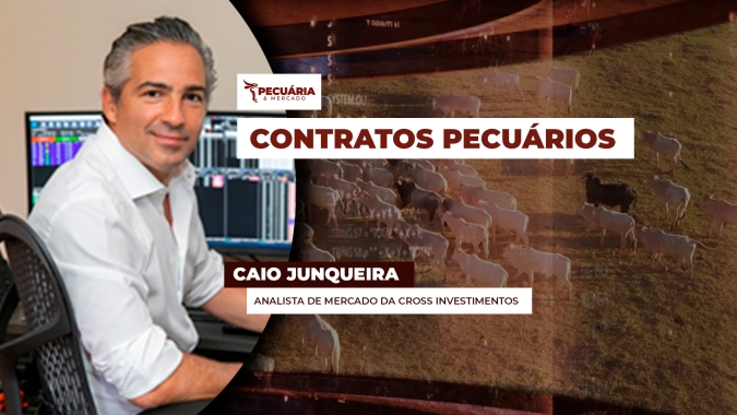 Como os novos contratos antecipados de animais têm interferido nos preços da arroba