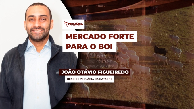 Cenário é favorável para um movimento de alta consistente até o final do ano na arroba do boi