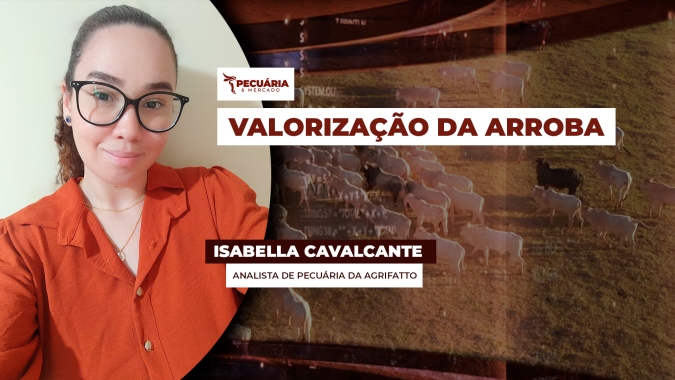 Demanda interna aquecida e escalas mais curtas contribuem para reajustes positivos da arroba bovina em agosto