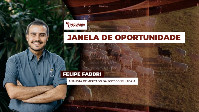Relação Boi X bezerro já não é a melhor, mas ainda é favorável para quem ainda não fez a reposição do rebanho
