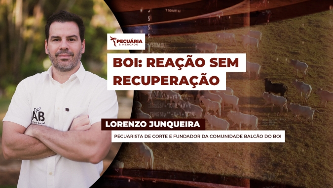 Arroba do boi reage em outubro, mas segue R$20 abaixo das máximas do ano