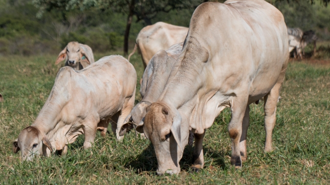 Agrobrazil: Minas Gerais tem valores registrados com média de R$ 301,27