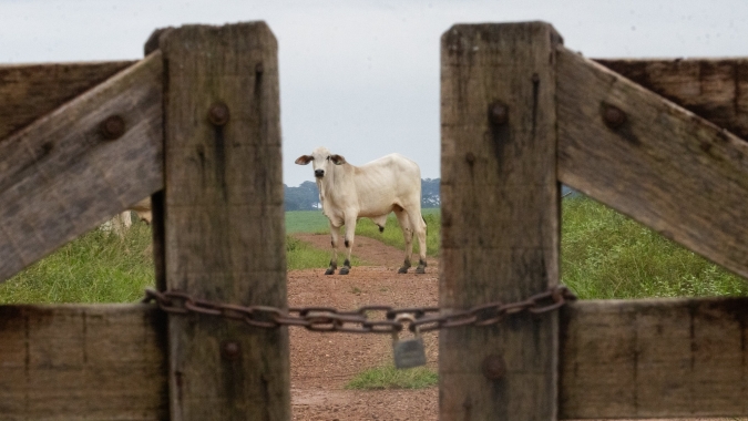 Famato alerta para risco de falta de sal mineral e alta dos custos da pecuária em MT