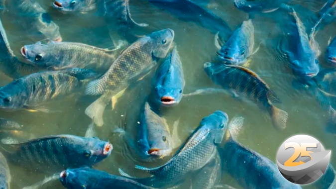 Embrapa: Pandemia muda comportamento de consumidor de pescado no Brasil