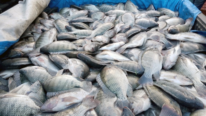 Tilápia a R$ 19,90 chega às peixarias da Grande Vitória na Semana Santa