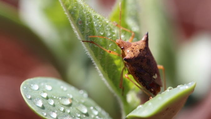 Com a maior ocorrência de pragas favorecida pelas altas temperaturas, agricultor deve monitorar sua lavoura com mais frequência nesta safra