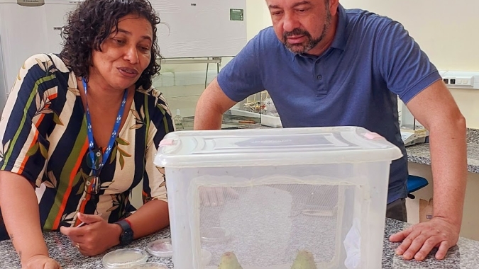 Superintendente Federal de Agricultura de Roraima destacou pesquisas da Embrapa Amapá para controle da mosca-da-carambola