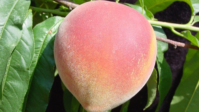 Cotado a R$ 5,37/kg, pêssego nacional é o destaque da semana (08 a 12/12) no atacado da CEAGESP