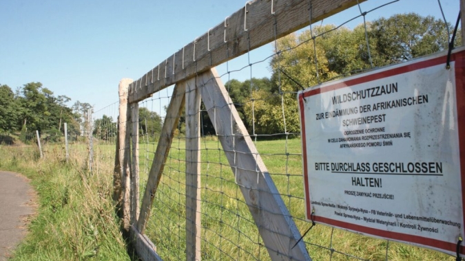 Peste Suína Africana avança na Europa e acende alerta na suinocultura
