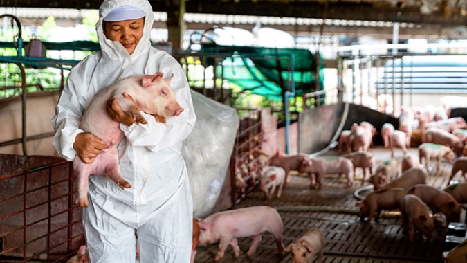 Embrapa: Brasil está atento para evitar entrada da Peste Suína Africana