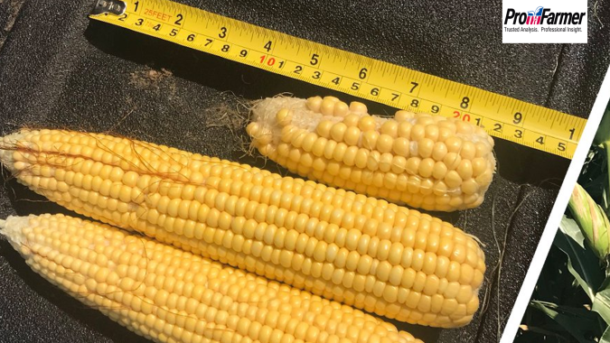 Pro Farmer Crop Tour: Ohio e Dakota do Sul são primeiros estados visitados e têm produtividade maior de soja e milho