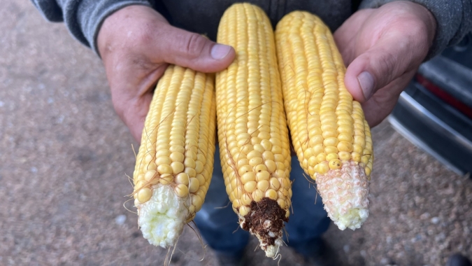 Com Pro Farmer prevendo menos produção de milho nos EUA, Chicago abre a segunda-feira em disparada