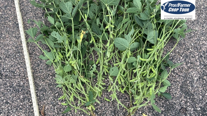 Pro Farmer registra safras melhores em Dakota do Sul e Ohio no início do crop tour 2023/24