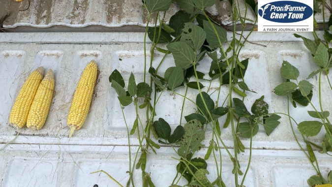Soja & Milho: Pro Farmer chega com estimativas nacionais menores do que as do USDA para safras dos EUA