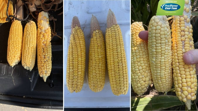 Pro Farmer Crop Tour 2026 começa com atenção ao excesso de umidade para soja e milho no Corn Belt