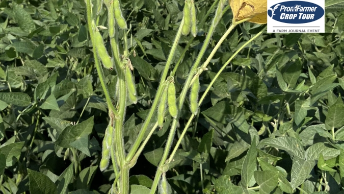 Em Illinois e partes de Iowa, Pro Farmer registra efeitos mais severos do calor e da seca na safra 23/24