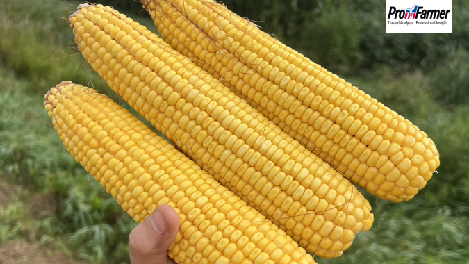 Milho tem produtividades maiores do que 2024 em Indiana e Nebraska, aponta o Pro Farmer
