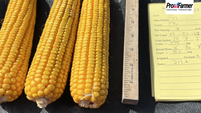 Pro Farmer: Iowa surpreende nas produtividades de milho; Illinois tem contagem de vagens menor