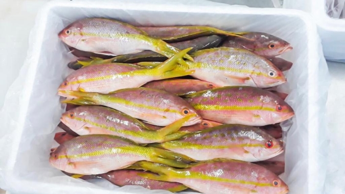 Tilápia paulista perderá R$ 75 milhões com tarifas dos EUA, aponta Peixe SP
