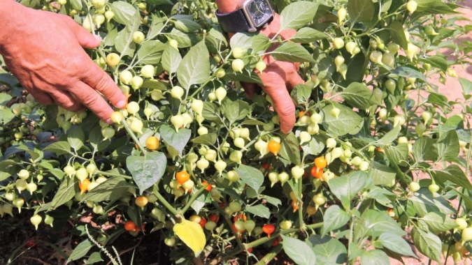 Pimenta Biquinho: produção garantida pela irrigação estadual e incentivo da indústria em Lagarto (SE)