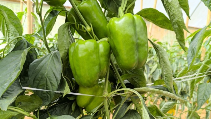 Produção capixaba de pimentão é impulsionada por preços e cultivo protegido