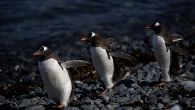 Gripe aviária encontrada em pinguins perto da Antártica, 200 filhotes mortos