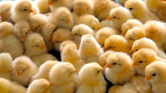 Pintos de corte: Preço dos pintinhos batem recorde com produção menor e demanda por carne de frango superior