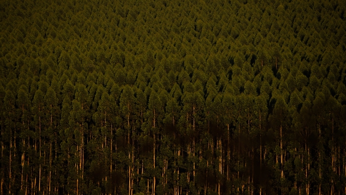 Silvicultura brasileira cresce, passa por modernização e se torna referência em produtividade e sustentabilidade em três décadas