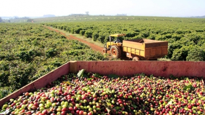 Chuvas travam colheita no Brasil e café dispara mais de 7% em Nova York nesta 3ª feira