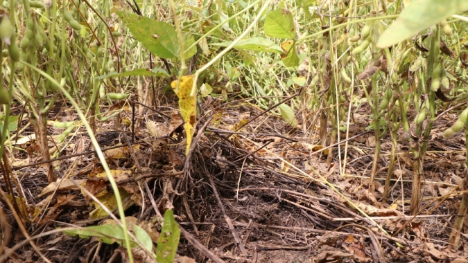 Manejo do solo e ZARC são ferramentas para produtor reduzir os riscos com adversidades climáticas