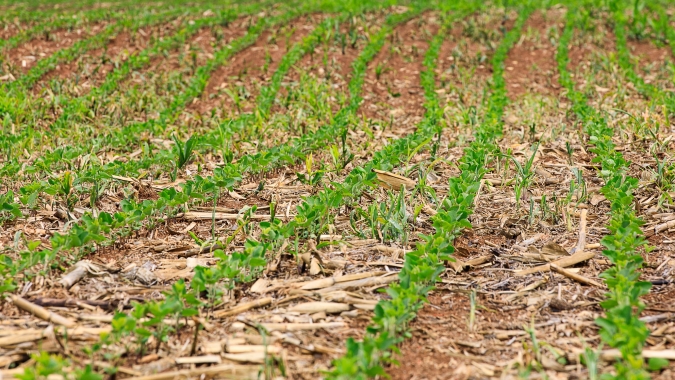 Produtor Rural: 30 de agosto é a data final para cadastramento de áreas para antecipação da semeadura da soja