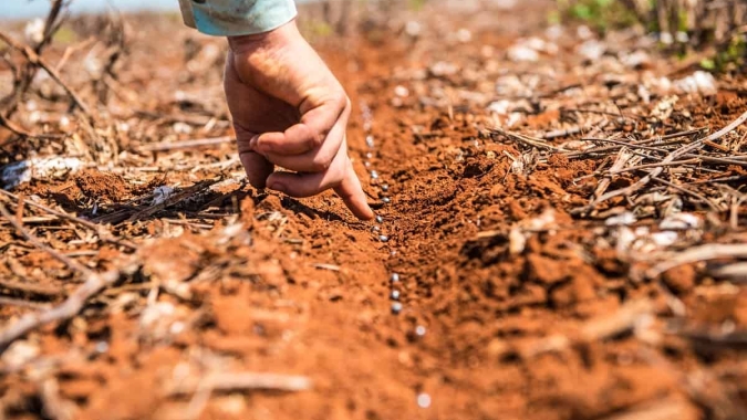 Impactos da onda de calor no plantio da soja
