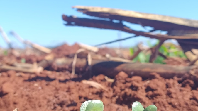 Plantio de Soja: Precisão hoje para produtividade e lucratividade amanhã