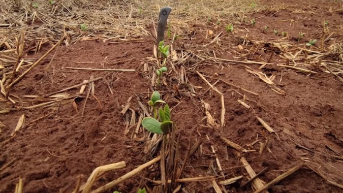 Plantio de soja no Brasil vai a quase 20% da área, em ritmo recorde, diz Pátria