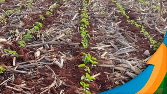 Plantio da soja 21/22 avança rápido no Paraguai com expectativa de boa produção e alta rentabilidade