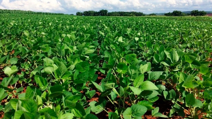 Paraná começa plantio da soja 22/23 esperando 22 milhões de toneladas
