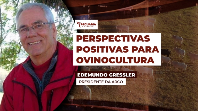 Ovinocultura avança em 2025 com ganhos técnicos, expansão genética e maior integração setorial