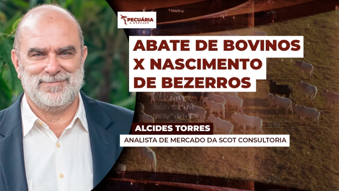 Pela primeira vez na história da pecuária abate de bovinos supera nascimento de bezerros, alerta Scot Consultoria